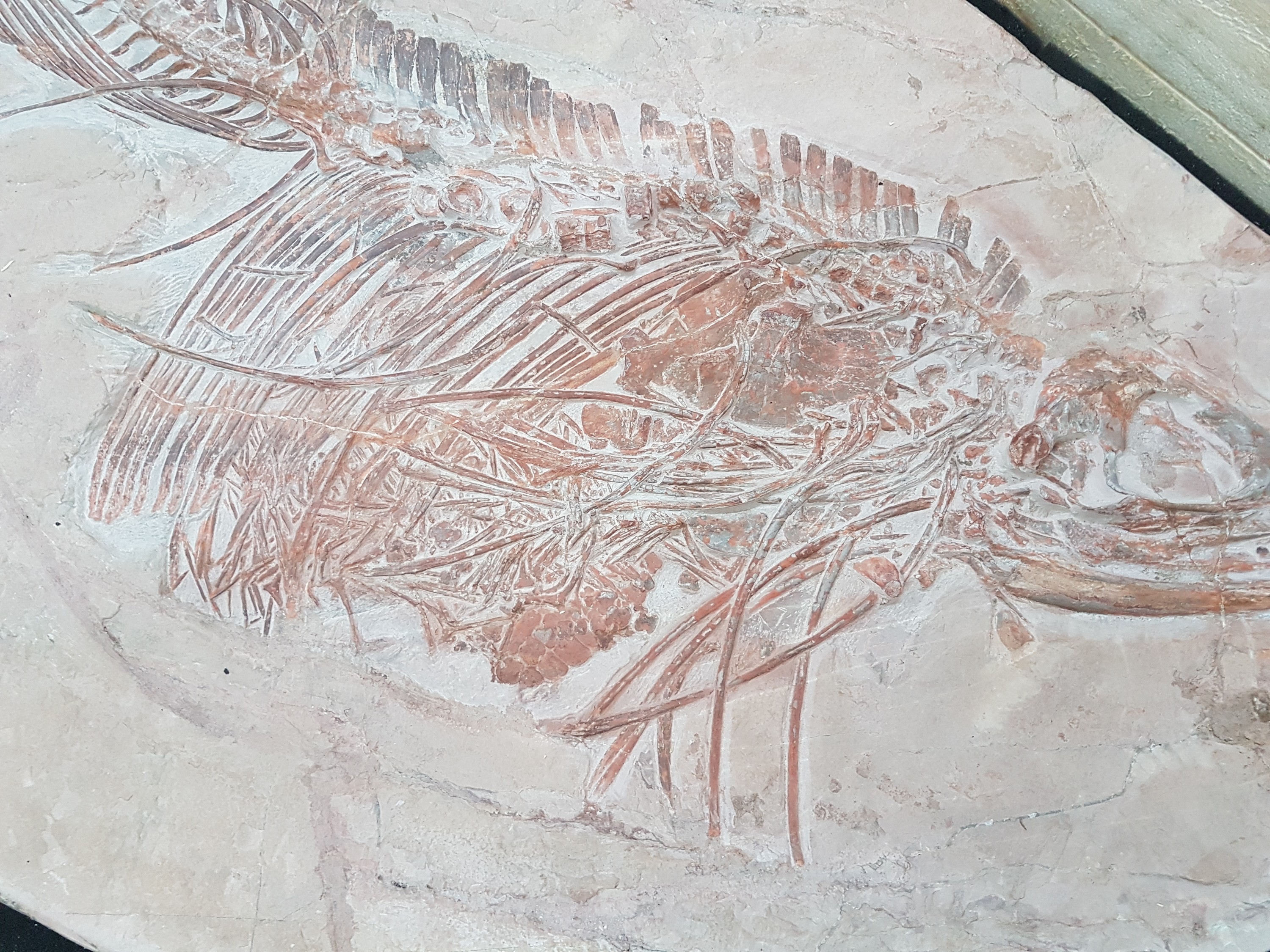 Detail h: Großer Mixosaurus "vermischte Echse", Timor, China, 240 Mio. J. alt, eine Art Ichthyosaurier u. Übergangsform zwischen primitiven Arten ...