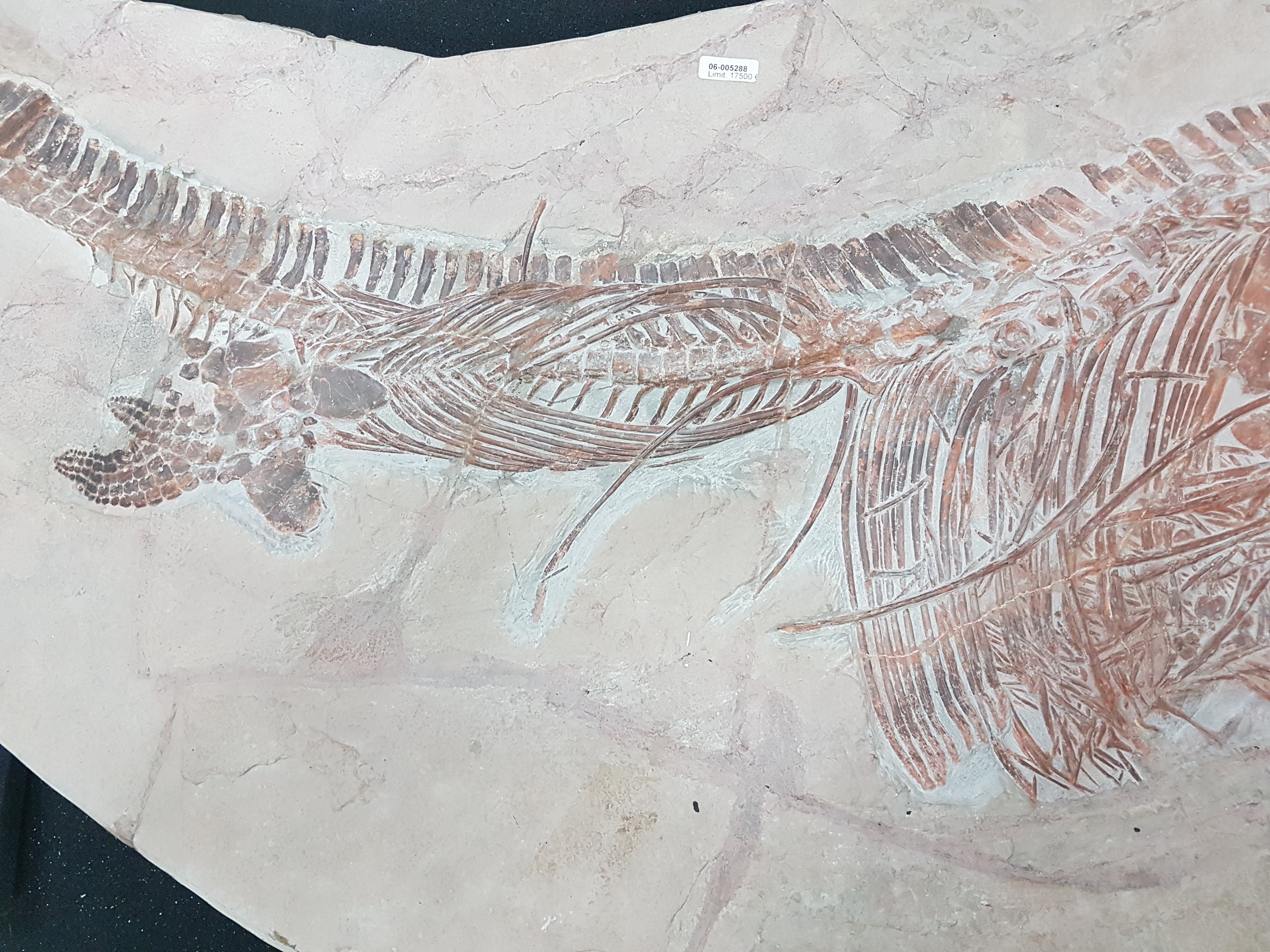 Detail i: Großer Mixosaurus "vermischte Echse", Timor, China, 240 Mio. J. alt, eine Art Ichthyosaurier u. Übergangsform zwischen primitiven Arten ...