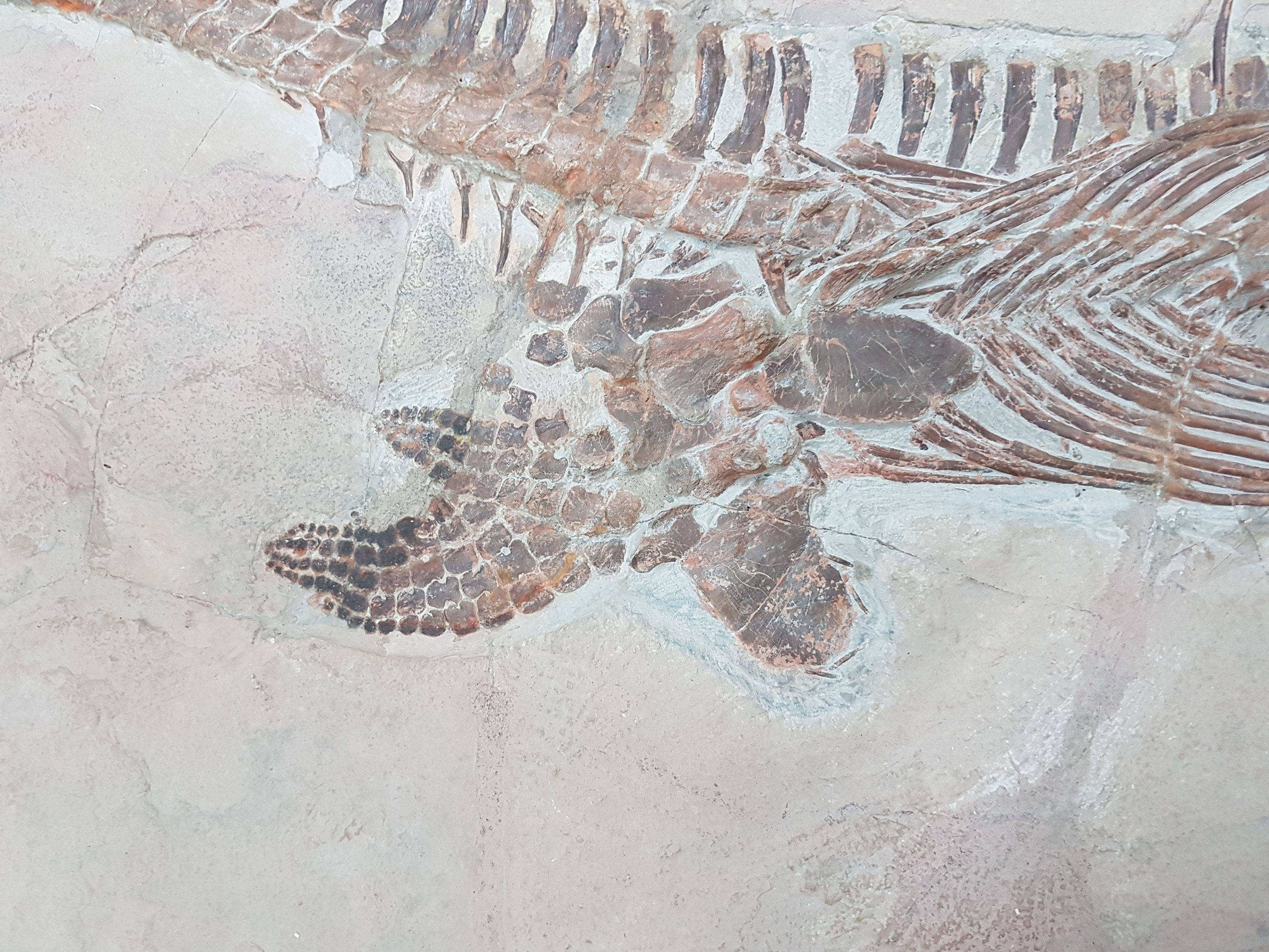 Detail j: Großer Mixosaurus "vermischte Echse", Timor, China, 240 Mio. J. alt, eine Art Ichthyosaurier u. Übergangsform zwischen primitiven Arten ...