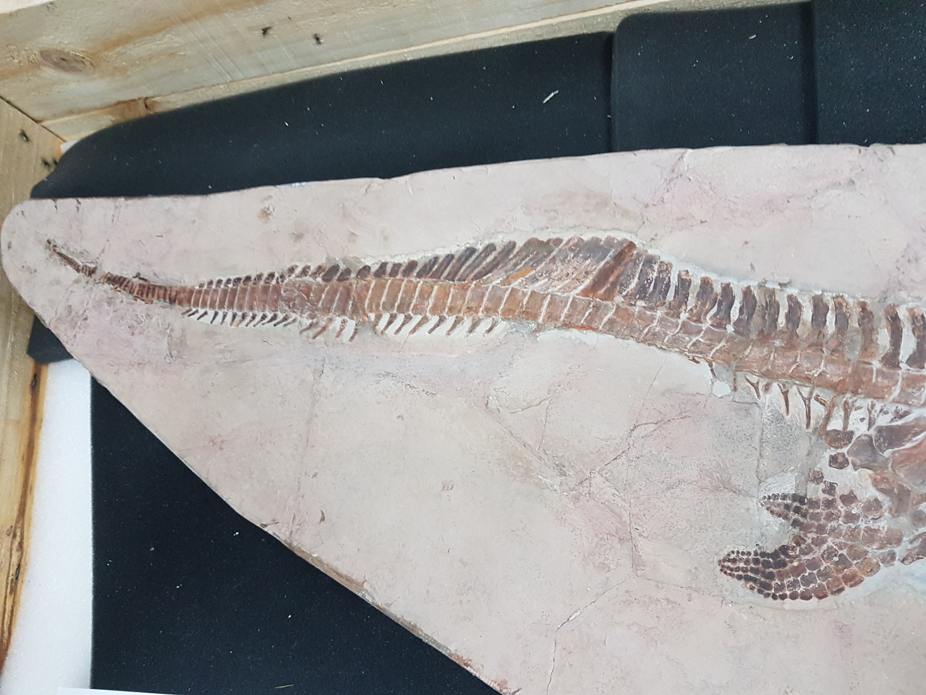 Detail k: Großer Mixosaurus "vermischte Echse", Timor, China, 240 Mio. J. alt, eine Art Ichthyosaurier u. Übergangsform zwischen primitiven Arten ...