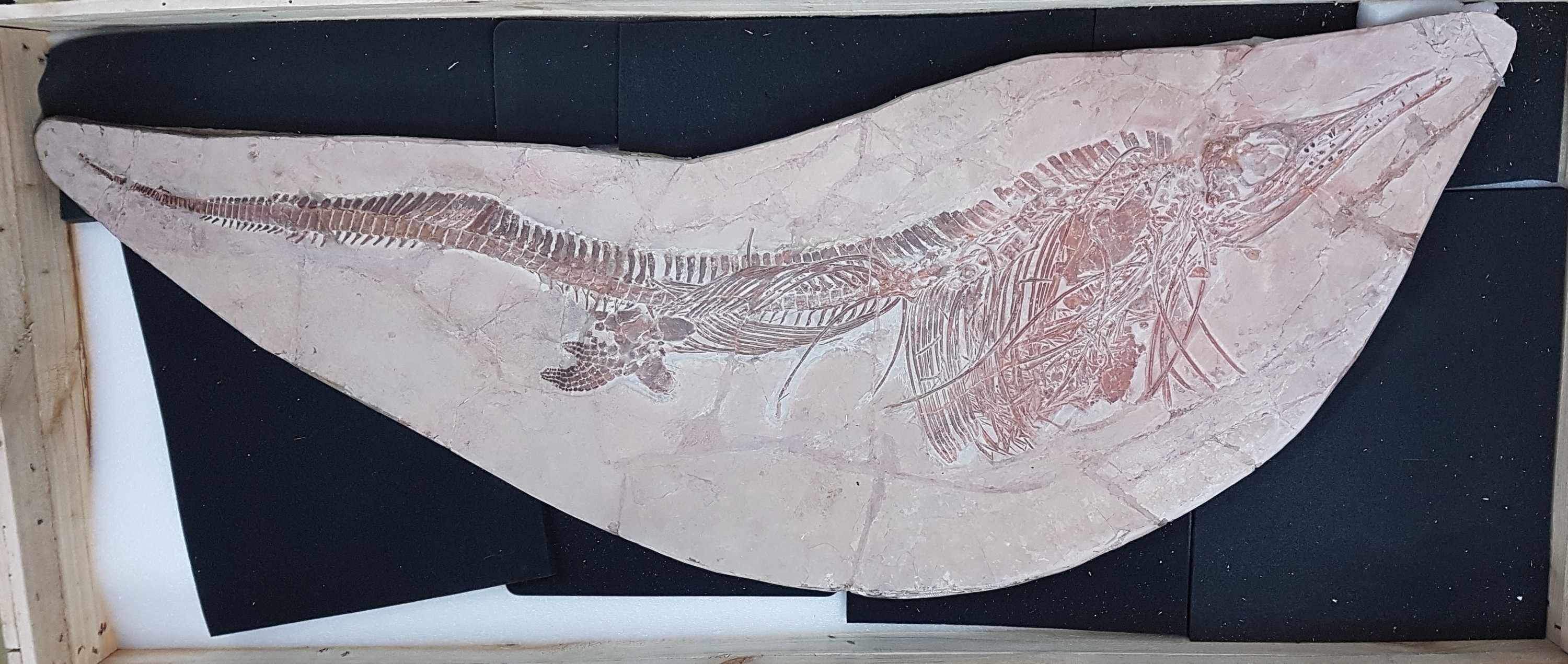 Detail l: Großer Mixosaurus "vermischte Echse", Timor, China, 240 Mio. J. alt, eine Art Ichthyosaurier u. Übergangsform zwischen primitiven Arten ...