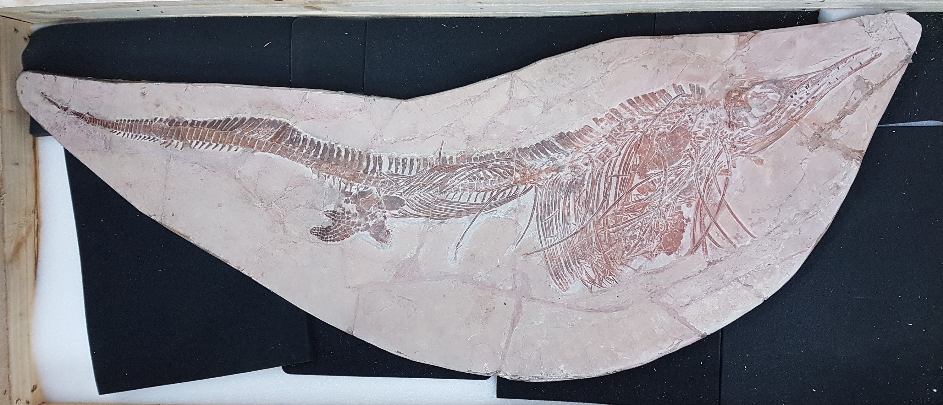 Detail m: Großer Mixosaurus "vermischte Echse", Timor, China, 240 Mio. J. alt, eine Art Ichthyosaurier u. Übergangsform zwischen primitiven Arten ...