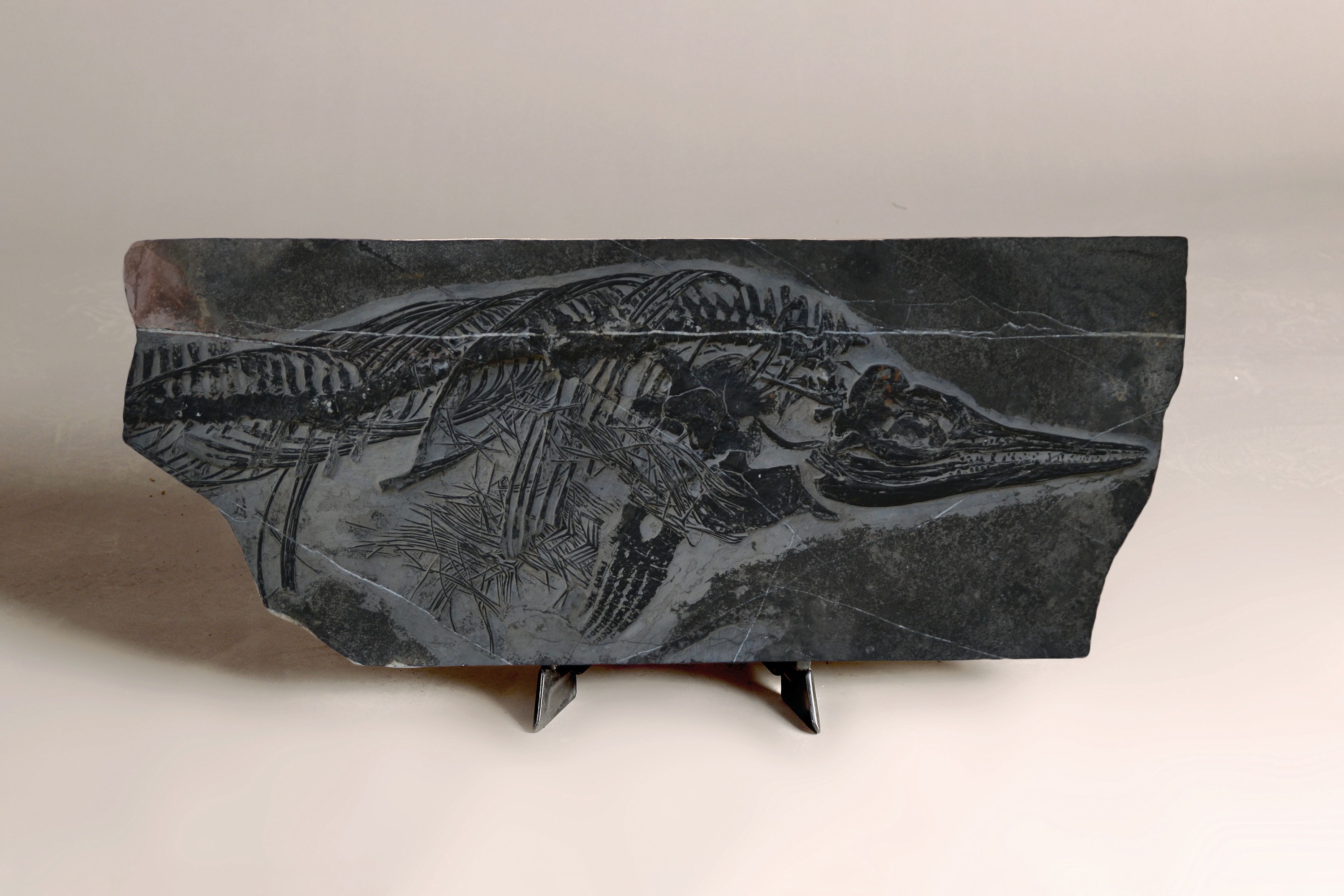 Detail e: Mixosaurus (vermischte Echse), Yunnan, China, 240 Mio. J. alt, eine Art Ichthyosaurier u. Übergangsform zwischen primitiven Ichthyosauriern mit ...