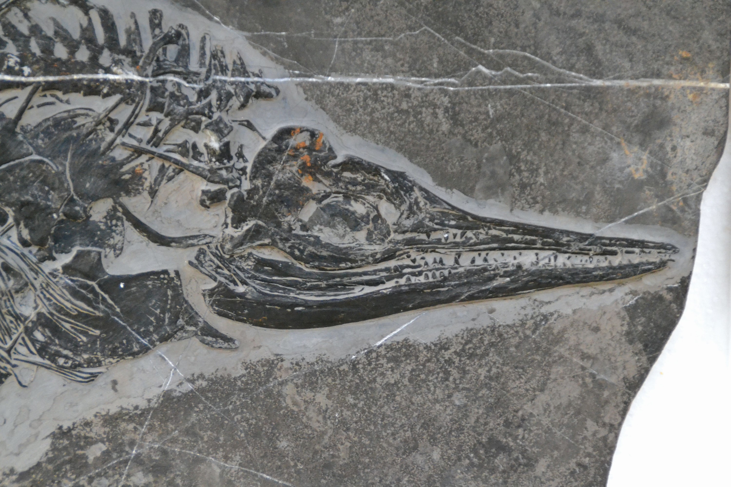 Detail f: Mixosaurus (vermischte Echse), Yunnan, China, 240 Mio. J. alt, eine Art Ichthyosaurier u. Übergangsform zwischen primitiven Ichthyosauriern mit ...