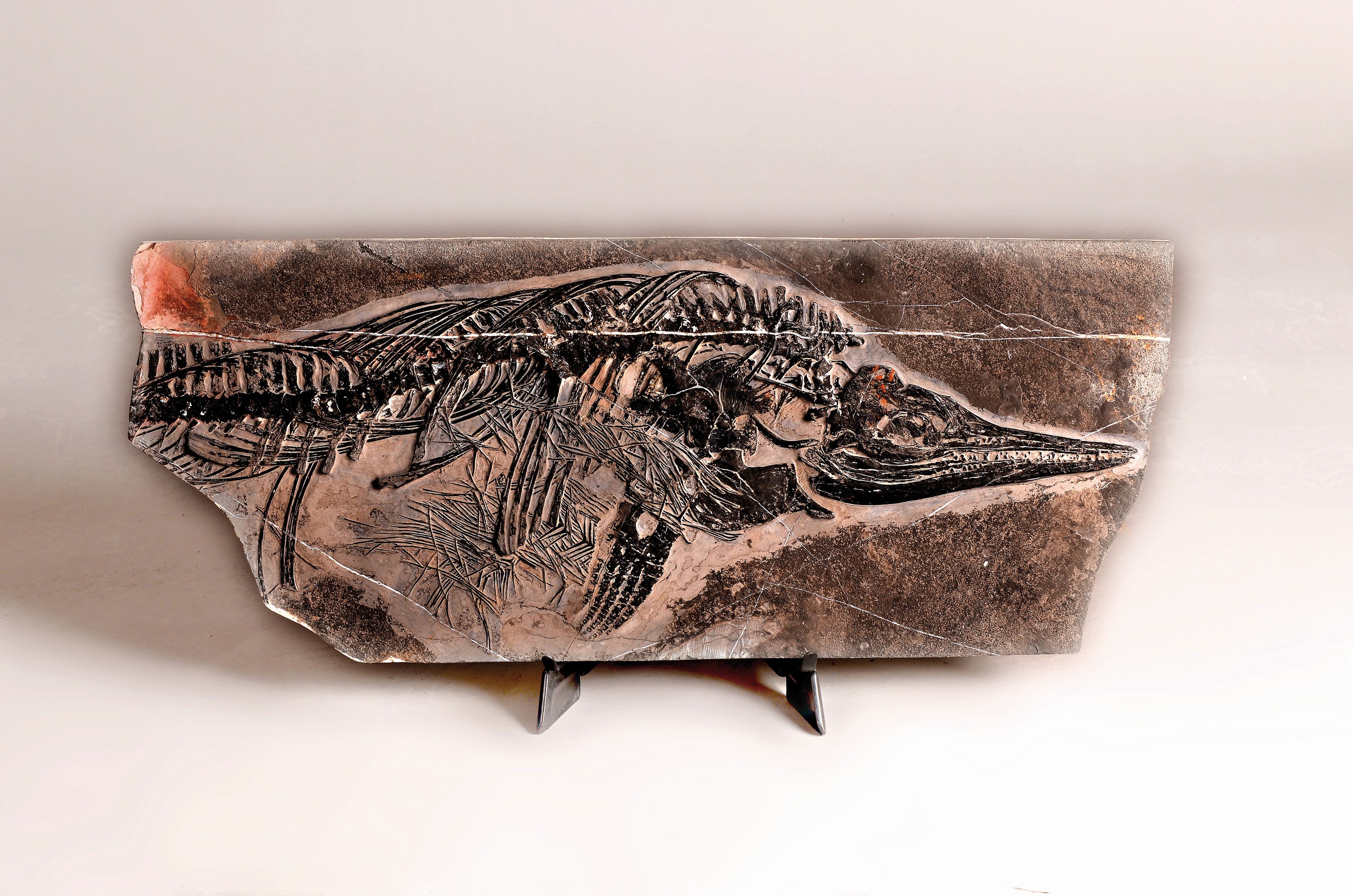 Detail g: Mixosaurus (vermischte Echse), Yunnan, China, 240 Mio. J. alt, eine Art Ichthyosaurier u. Übergangsform zwischen primitiven Ichthyosauriern mit ...