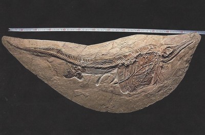 26781180a - Large Mixosaurus "mixed lizard", Timor, China, 240 million years old, a type of ichthyosaur and a transitional form between primitive species with an eel-like stretched body and the more modern forms that have a shape similar to. of today's dolphins; The name of the genus, found in 1980, also refers to this transitional character, cleaned using sandblasting technology so that the fossil appears three-dimensional and all parts are perfectly preserved, the bones differ clearly from the matrix, limbs and gastralia are complete; Length approx. 130cm, matrix plate approx. 131.5x53x6cm, natural tiny quartz veins run through the smooth stone plate, rare in this complete condition and dimension, absolutely magnificent museum exhibit, 51.77x20.87x1.97 inches, size of the fossil approx. 51.18 inch, estimated value approx. 36000 Euro