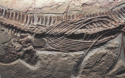 26781180d - Großer Mixosaurus "vermischte Echse", Timor, China, 240 Mio. J. alt