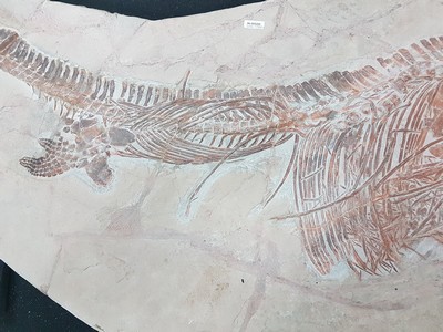 26781180i - Großer Mixosaurus "vermischte Echse", Timor, China, 240 Mio. J. alt