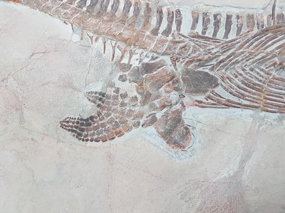 26781180j - Großer Mixosaurus "vermischte Echse", Timor, China, 240 Mio. J. alt