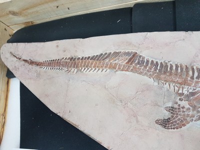 26781180k - Großer Mixosaurus "vermischte Echse", Timor, China, 240 Mio. J. alt