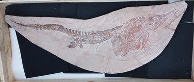 26781180l - Großer Mixosaurus "vermischte Echse", Timor, China, 240 Mio. J. alt