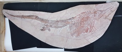 26781180m - Großer Mixosaurus "vermischte Echse", Timor, China, 240 Mio. J. alt