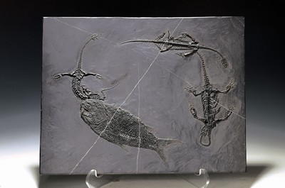 Image 26781184 - Drei Exempl. Keichousaurus-Hui (Nothosaurus) mit Asia lepidotus, Guizhou-Provinz, China, 240 Mio. J. alt