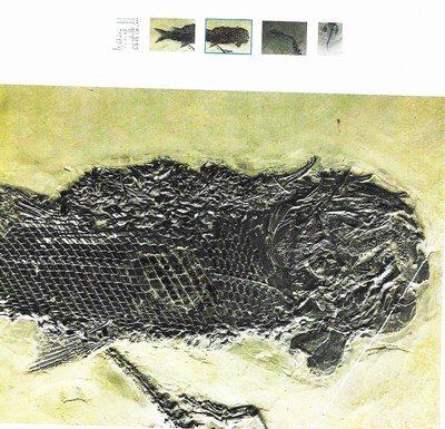 26781184a - Drei Exempl. Keichousaurus-Hui (Nothosaurus) mit Asia lepidotus, Guizhou-Provinz, China, 240 Mio. J. alt