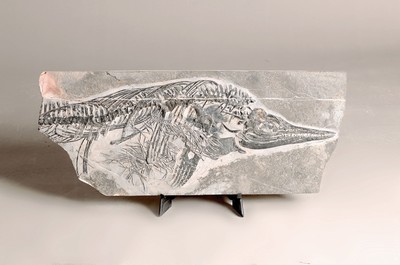 Image 26781187 - Mixosaurus (vermischte Echse), Yunnan, China, 240 Mio. J. alt, eine Art Ichthyosaurier u. Übergangsform zwischen primitiven Ichthyosauriern mit aalartig gestrecktem Körper und den moderneren Formen, die eine Gestalt ähnlich der heutigen Delfine hatte; auf diesen Übergangscharakter bezieht sich derName der Gattung, gefunden 1989, mit Sandstrahltechnik gereinigt, so dass das Fossil dreidimensional erscheint u. alle Kopf-und Brust-Teile perfekt erhalten geblieben sind, Fossil 77 x 31 cm, Matrixplatte ca. 74 x 27 cm, Museums-Exponat
