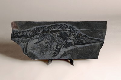 26781187e - Mixosaurus (vermischte Echse), Yunnan, China, 240 Mio. J. alt, eine Art Ichthyosaurier u. Übergangsform zwischen primitiven Ichthyosauriern mit aalartig gestrecktem Körper und den moderneren Formen, die eine Gestalt ähnlich der heutigen Delfine hatte; auf diesen Übergangscharakter bezieht sich derName der Gattung, gefunden 1989, mit Sandstrahltechnik gereinigt, so dass das Fossil dreidimensional erscheint u. alle Kopf-und Brust-Teile perfekt erhalten geblieben sind, Fossil 77 x 31 cm, Matrixplatte ca. 74 x 27 cm, Museums-Exponat