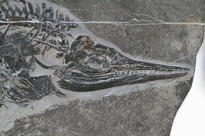 26781187f - Mixosaurus (vermischte Echse), Yunnan, China, 240 Mio. J. alt, eine Art Ichthyosaurier u. Übergangsform zwischen primitiven Ichthyosauriern mit aalartig gestrecktem Körper und den moderneren Formen, die eine Gestalt ähnlich der heutigen Delfine hatte; auf diesen Übergangscharakter bezieht sich derName der Gattung, gefunden 1989, mit Sandstrahltechnik gereinigt, so dass das Fossil dreidimensional erscheint u. alle Kopf-und Brust-Teile perfekt erhalten geblieben sind, Fossil 77 x 31 cm, Matrixplatte ca. 74 x 27 cm, Museums-Exponat