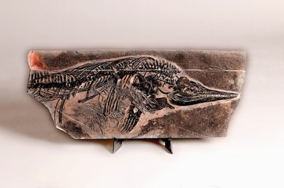 26781187g - Mixosaurus (vermischte Echse), Yunnan, China, 240 Mio. J. alt, eine Art Ichthyosaurier u. Übergangsform zwischen primitiven Ichthyosauriern mit aalartig gestrecktem Körper und den moderneren Formen, die eine Gestalt ähnlich der heutigen Delfine hatte; auf diesen Übergangscharakter bezieht sich derName der Gattung, gefunden 1989, mit Sandstrahltechnik gereinigt, so dass das Fossil dreidimensional erscheint u. alle Kopf-und Brust-Teile perfekt erhalten geblieben sind, Fossil 77 x 31 cm, Matrixplatte ca. 74 x 27 cm, Museums-Exponat