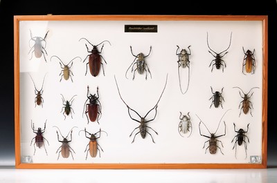 Image 26781894 - collection #"longicorn world wide#", 19 prepared various beetles in showcase, no postal delivery possible, at Pick Up or shipping company, box approx. 51x83cm