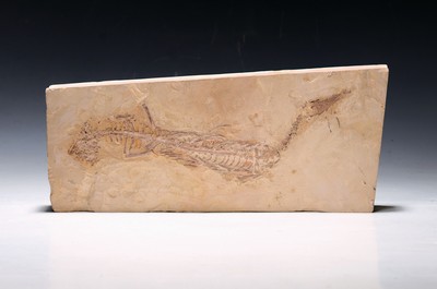 Image Fossil, petrified dinosaur, probably Mesosaurus, Brazil, approx. 270 million years old, ...