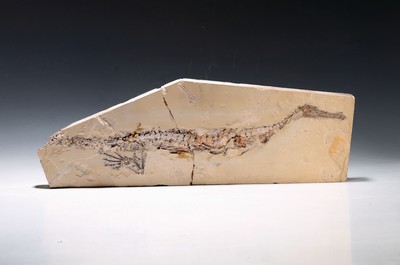 Image Fossil, fossilized dinosaur, probably Mesosaurus, Brazil, approx. 270 million years old, ...