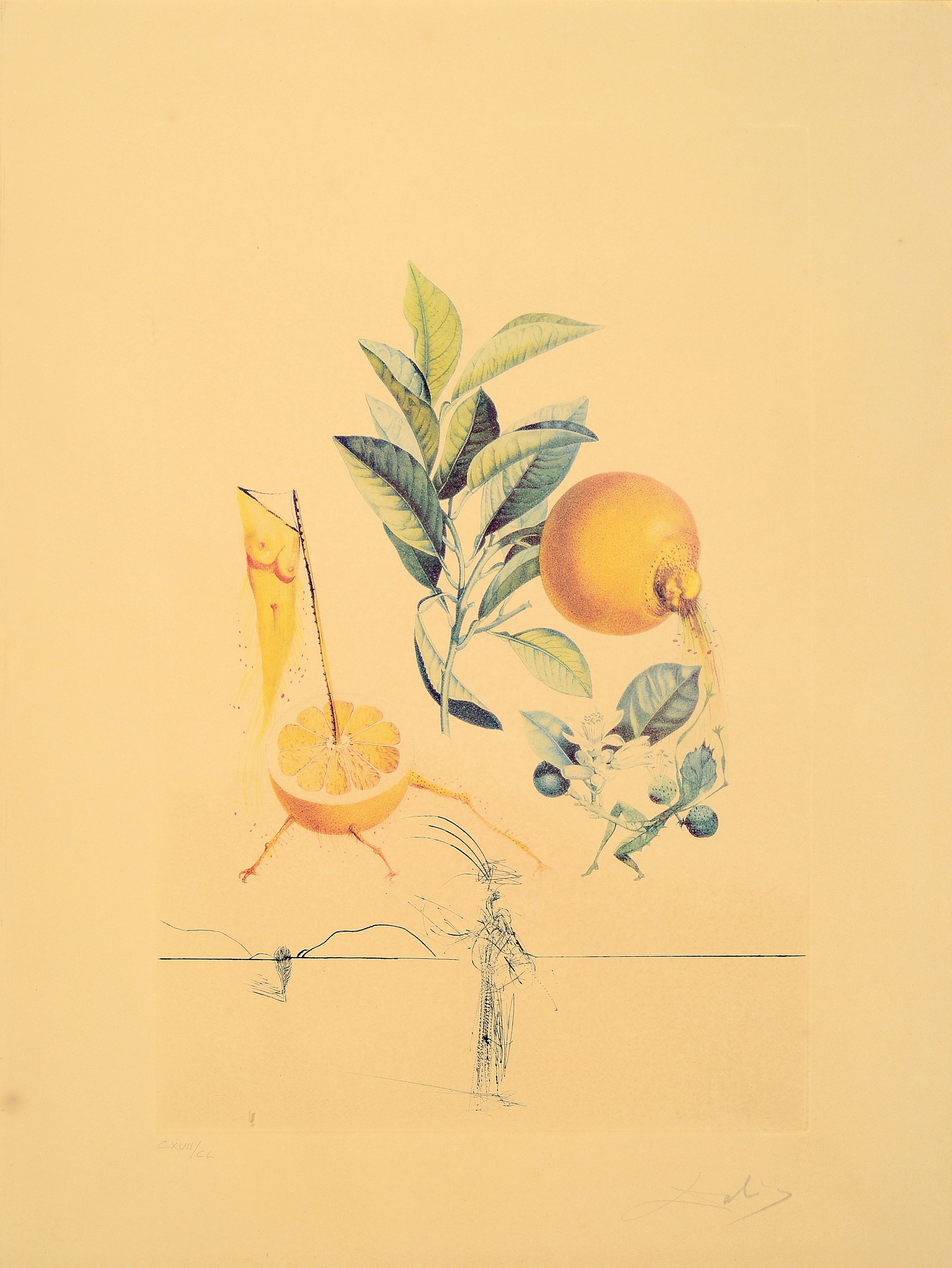 Salvador Dali, 1904-1989, "Pampelmousse erotique", 1969/70, aus Mappenwerk Floradali (Les Fruits), Ed. CXVII/CL Kaltnadelradierung über ...