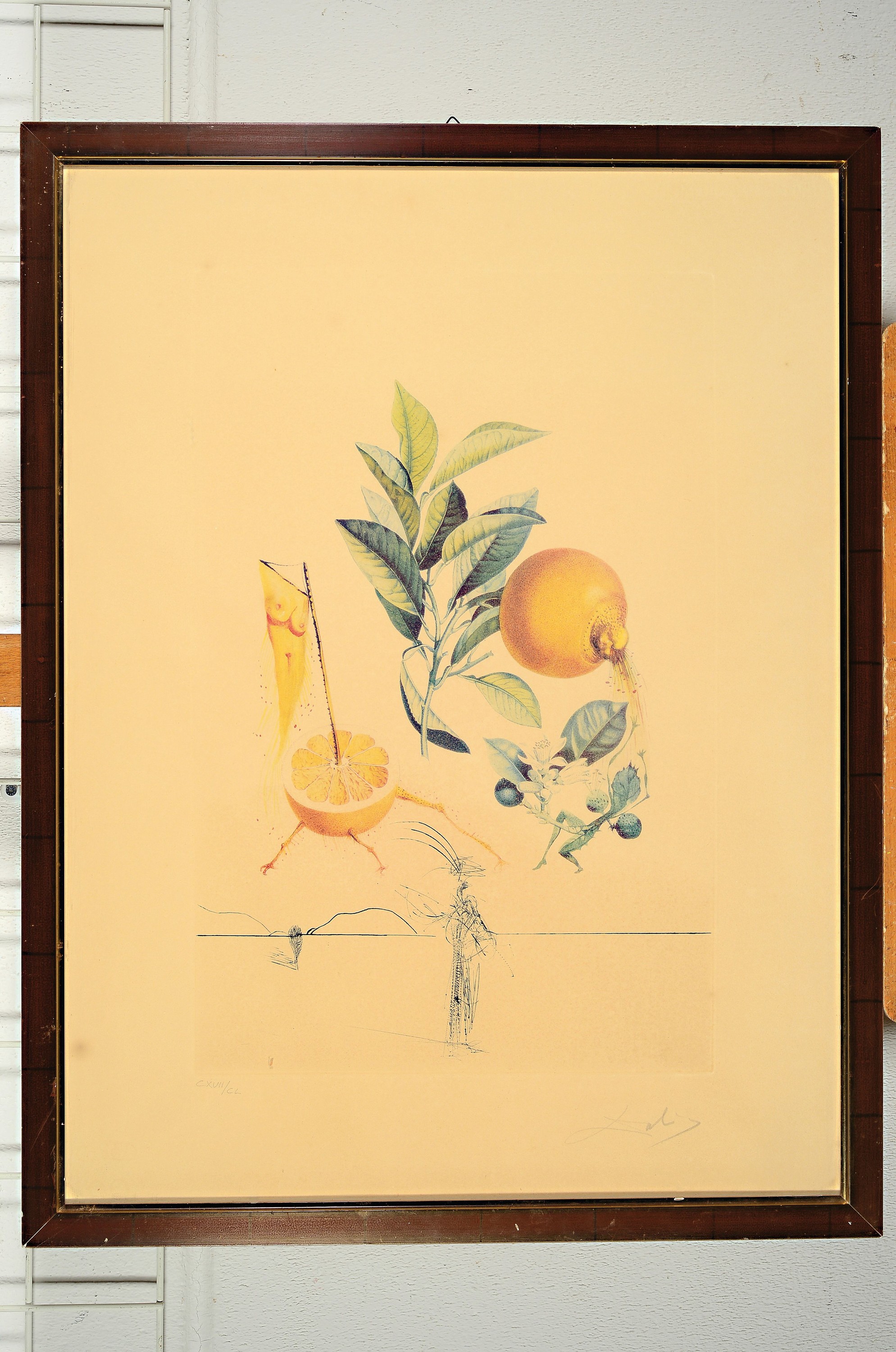 Detail k: Salvador Dali, 1904-1989, "Pampelmousse erotique", 1969/70, aus Mappenwerk Floradali (Les Fruits), Ed. CXVII/CL Kaltnadelradierung über ...