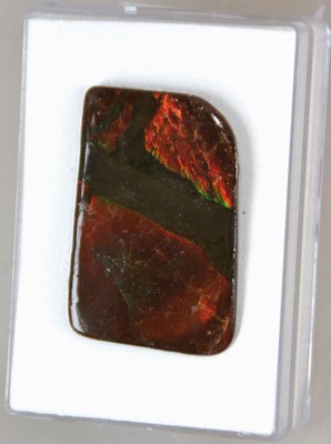 Image Ammmolite slice from the only locality of Alberta/Canada, on the eastern slopes of the ...