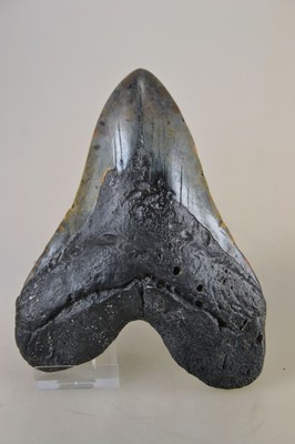 Image Großer und schwerer Megalodon-Zahn, Küste Süd-Carolina Florida, 2-24 Mio. ...