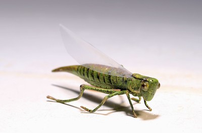 Image Bronze of a grasshopper, Viennese bronze, signed, colorfully decorated, approx. 2.5x9cm, ...