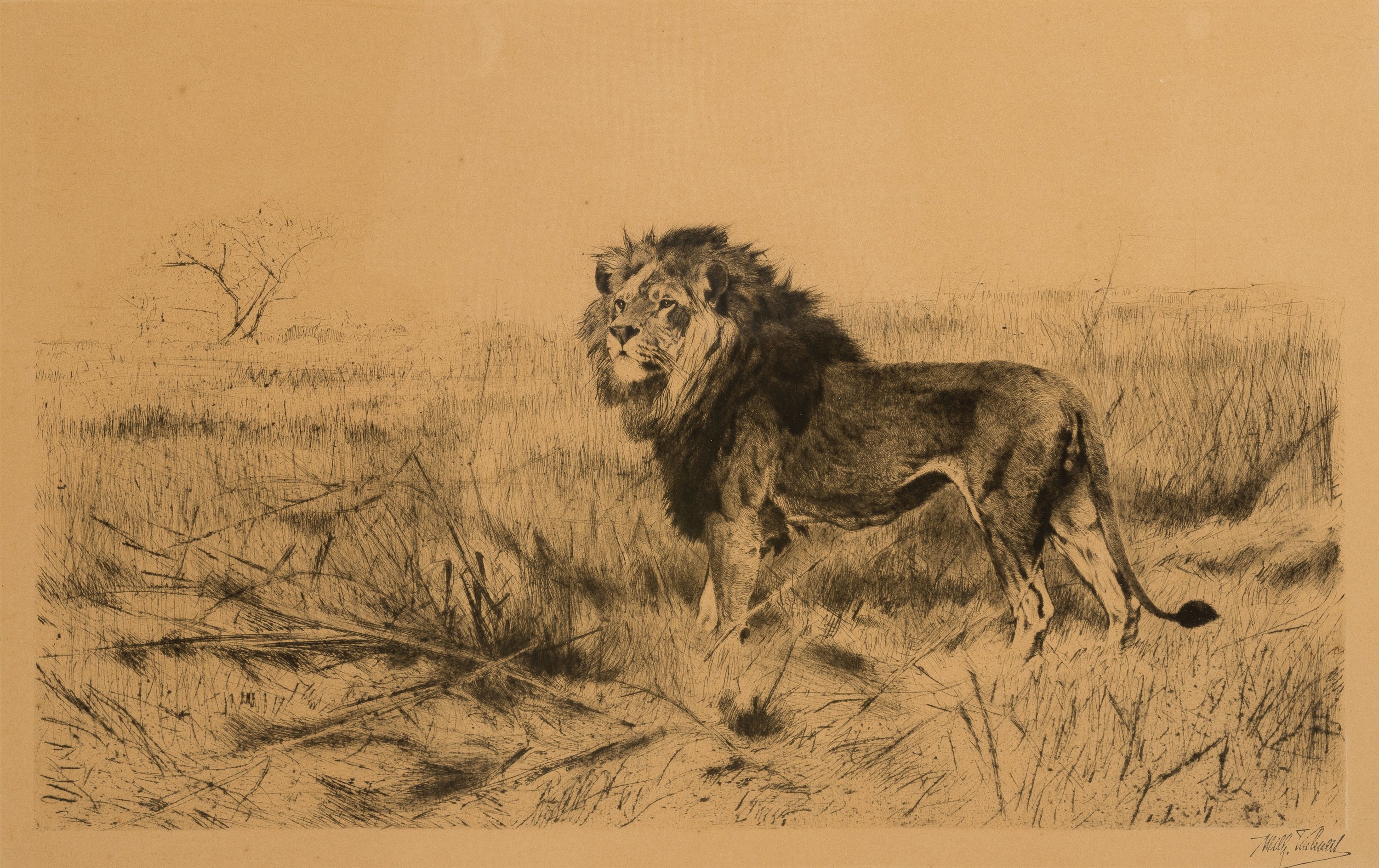Wilhelm Kuhnert, 1865 Oppeln-1926 Flims/Graubünden, Löwe in der Steppe, Radierung, rechts unten mit Stempelsignatur, ca. 28x47cm, stark gebräunt, ...