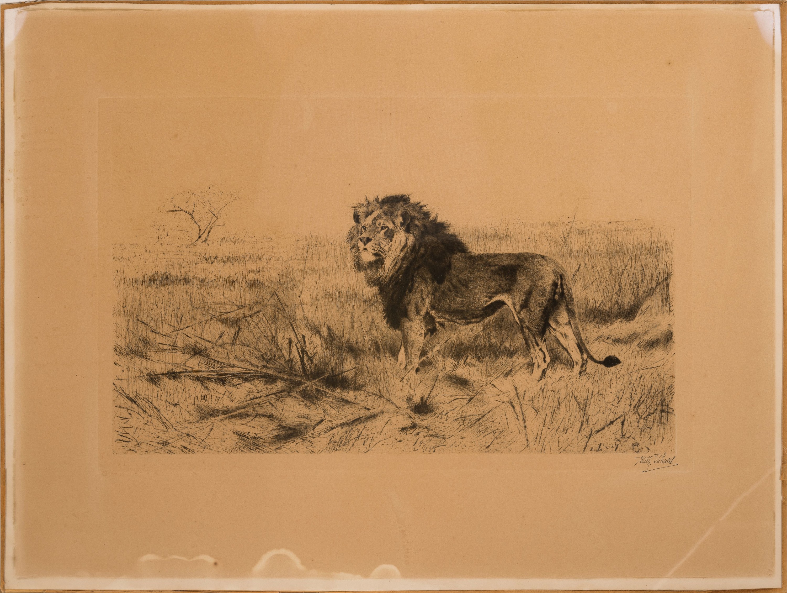 Detail k: Wilhelm Kuhnert, 1865 Oppeln-1926 Flims/Graubünden, Löwe in der Steppe, Radierung, rechts unten mit Stempelsignatur, ca. 28x47cm, stark gebräunt, ...