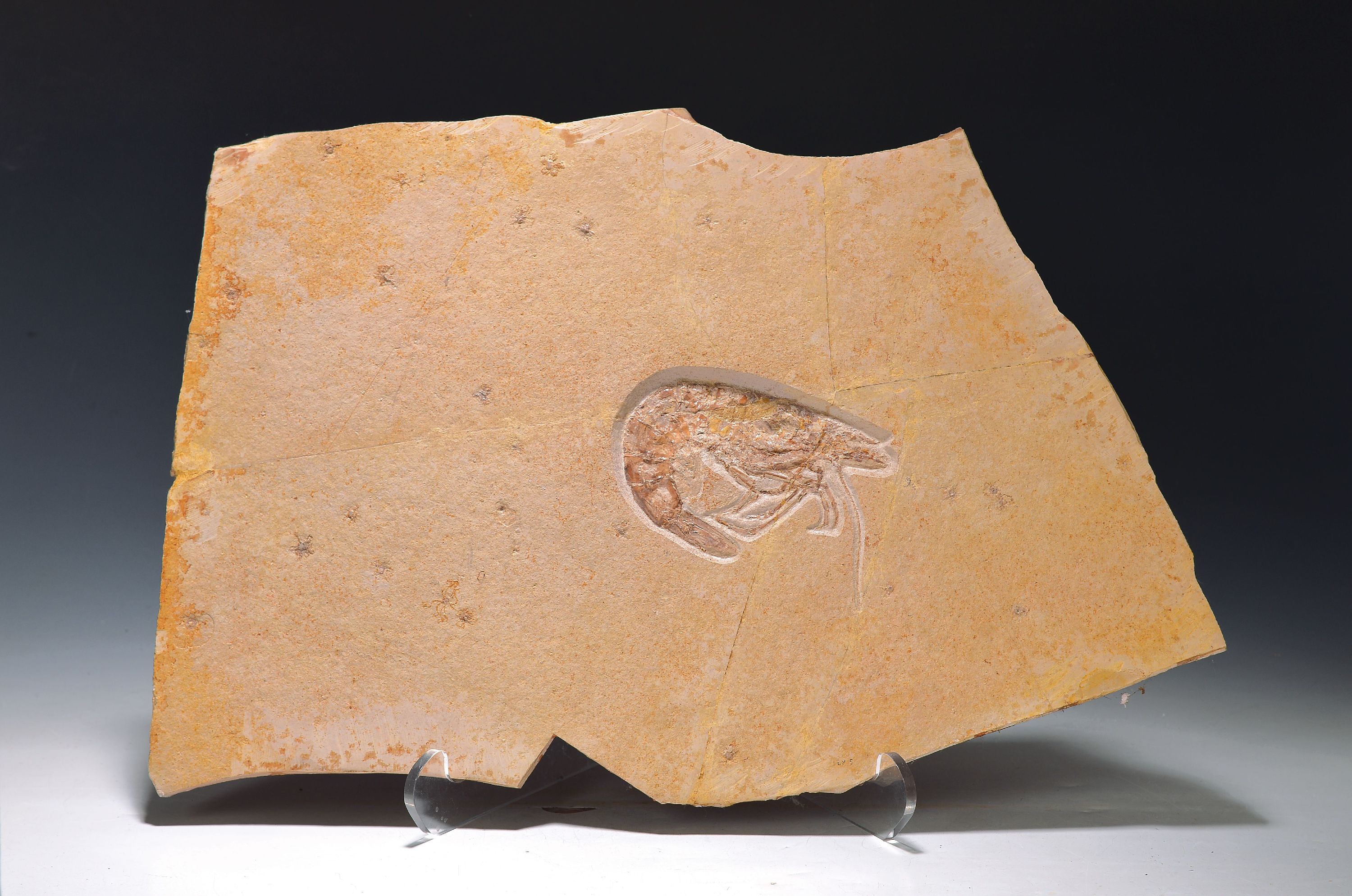 Image 26814558 - Fossilplatte mit Languste/Garnele, Solnhofer Schiefer, ca. 150 Mio. Jahre alt, Aeger ...