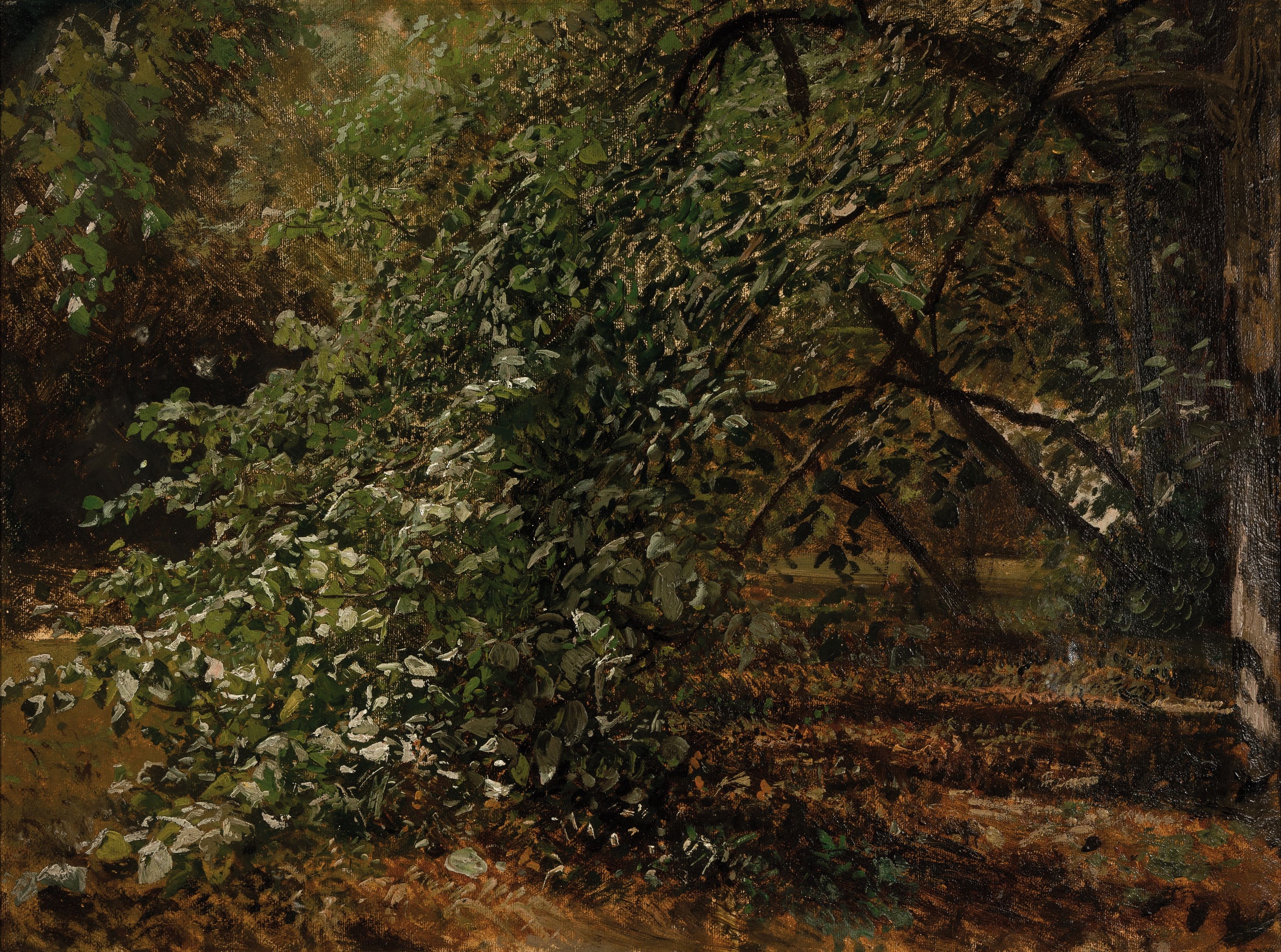 Amalia Ruths, 1871-1956, Waldinterieur, Öl/Hartfaser, unsigniert, rückseitig Nachlaßstempel, ca. 43x58cm, R. ca. 50x65cm