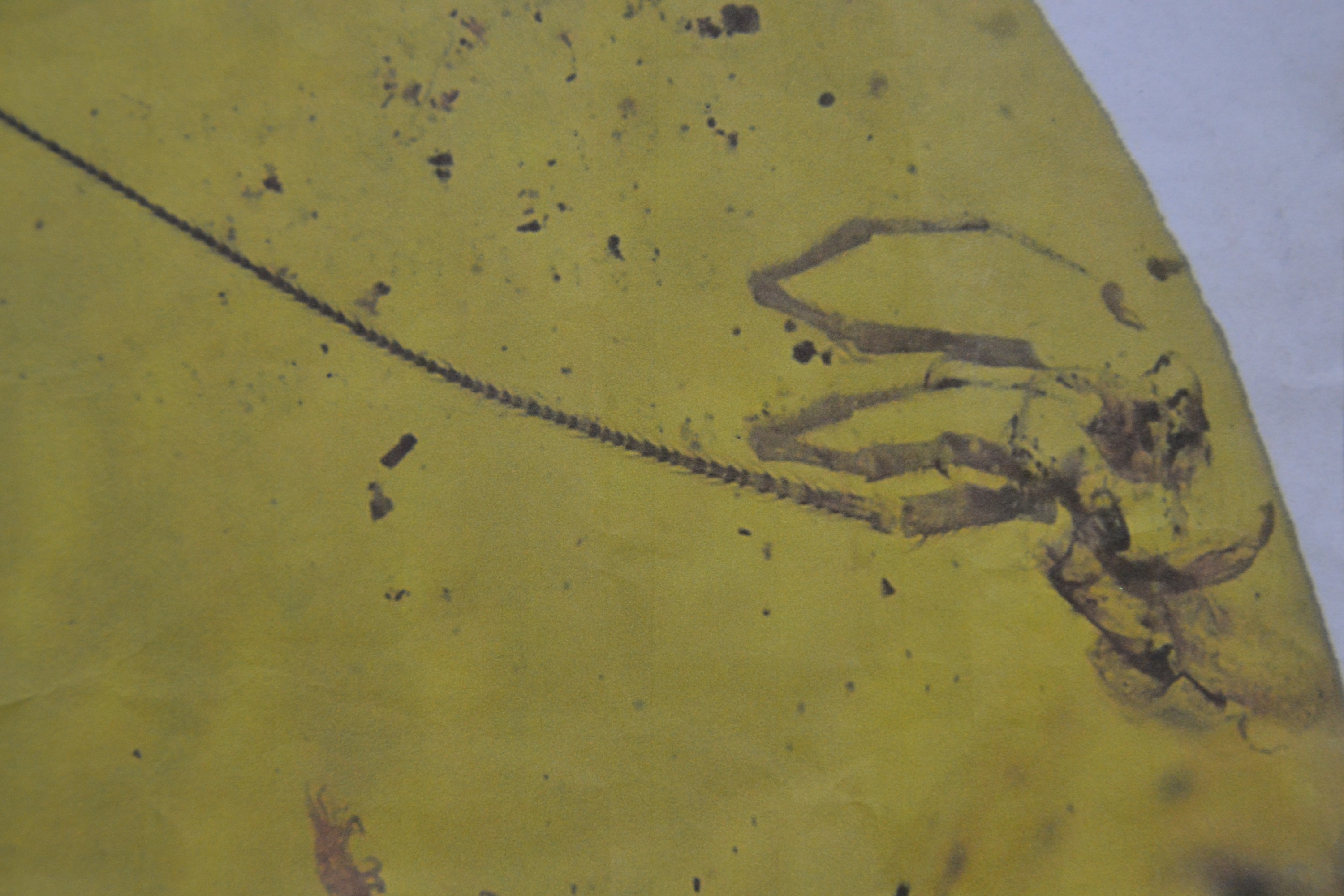 Detail a: "Chimearachne", Spinne mit Schwanz aus dem Bernstein von Burma, 100 Millionen Jahre alt, sensationeller Fund einer Spinne ca. 2.3mm mit ca. ...