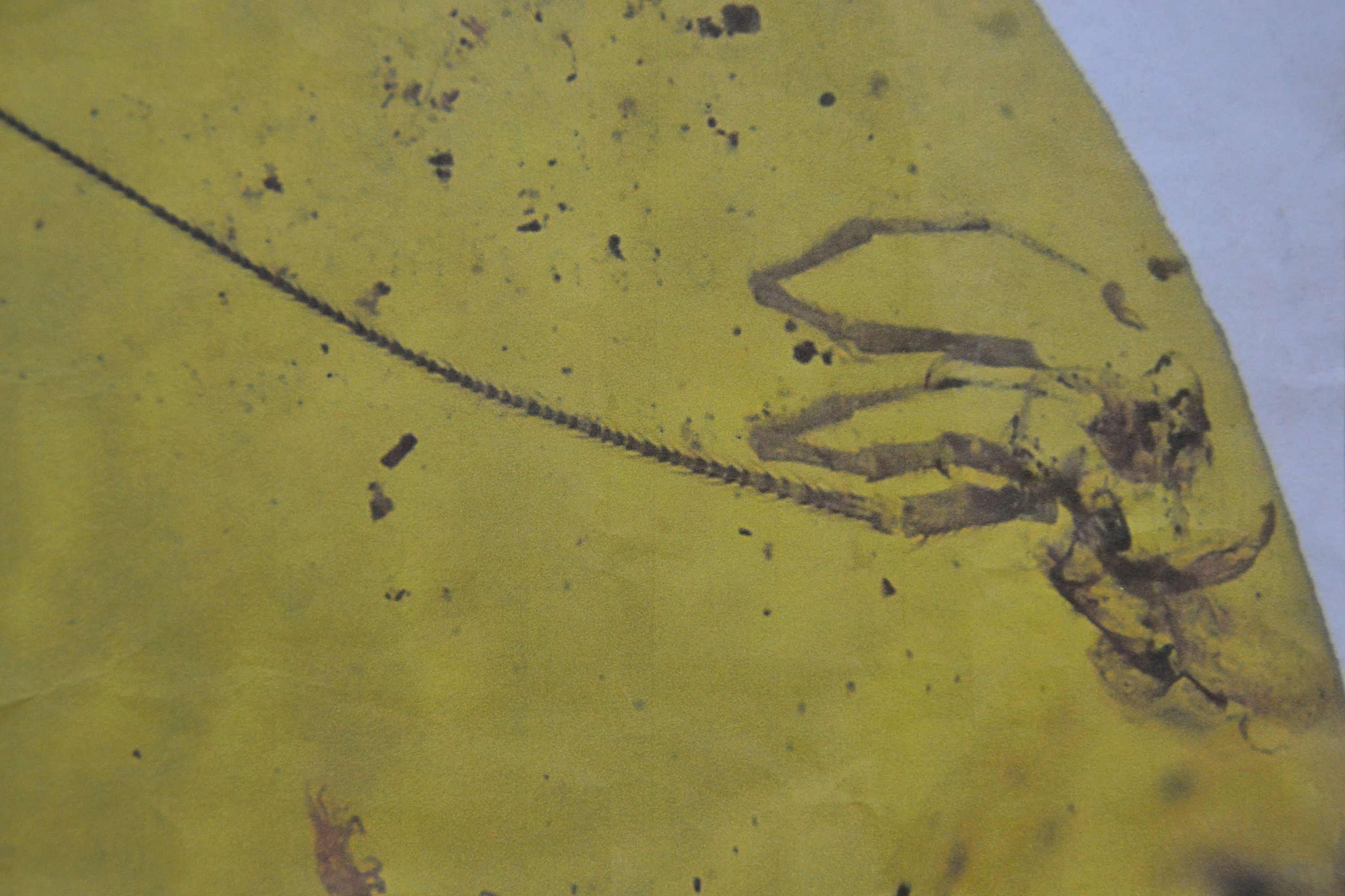 Detail b: "Chimearachne", Spinne mit Schwanz aus dem Bernstein von Burma, 100 Millionen Jahre alt, sensationeller Fund einer Spinne ca. 2.3mm mit ca. ...