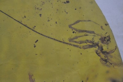 26849912a - "Chimearachne", Spinne mit Schwanz aus dem Bernstein von Burma, 100 Millionen ...