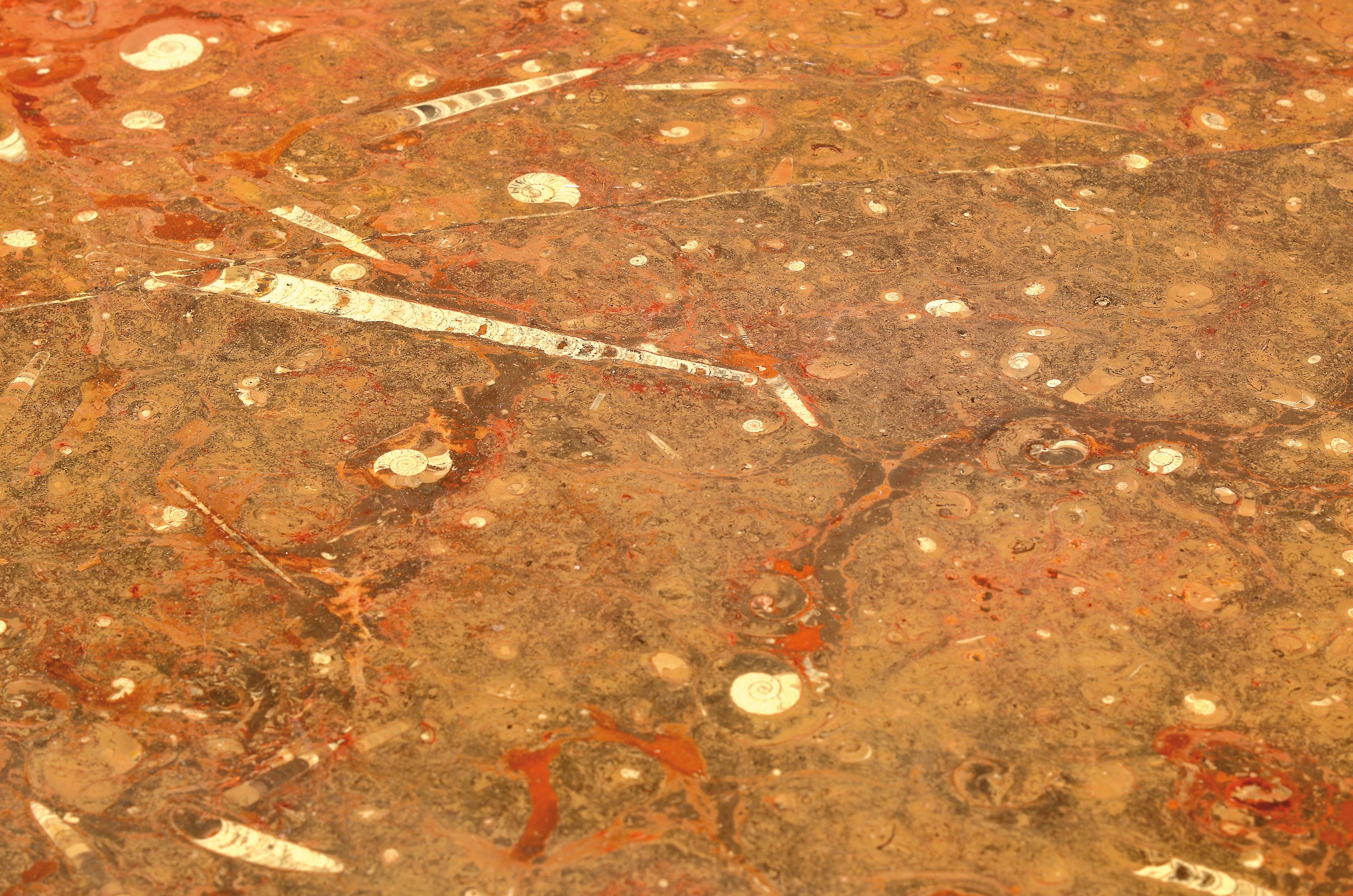 Detail a: Fossil-Tisch, Ronald Schmitt, 1970er-Jahre, Tischplatte aus buntem Fossilkalkstein aus dem Mitteldevon, Versteinerungen u.a. Orthozeras und ...