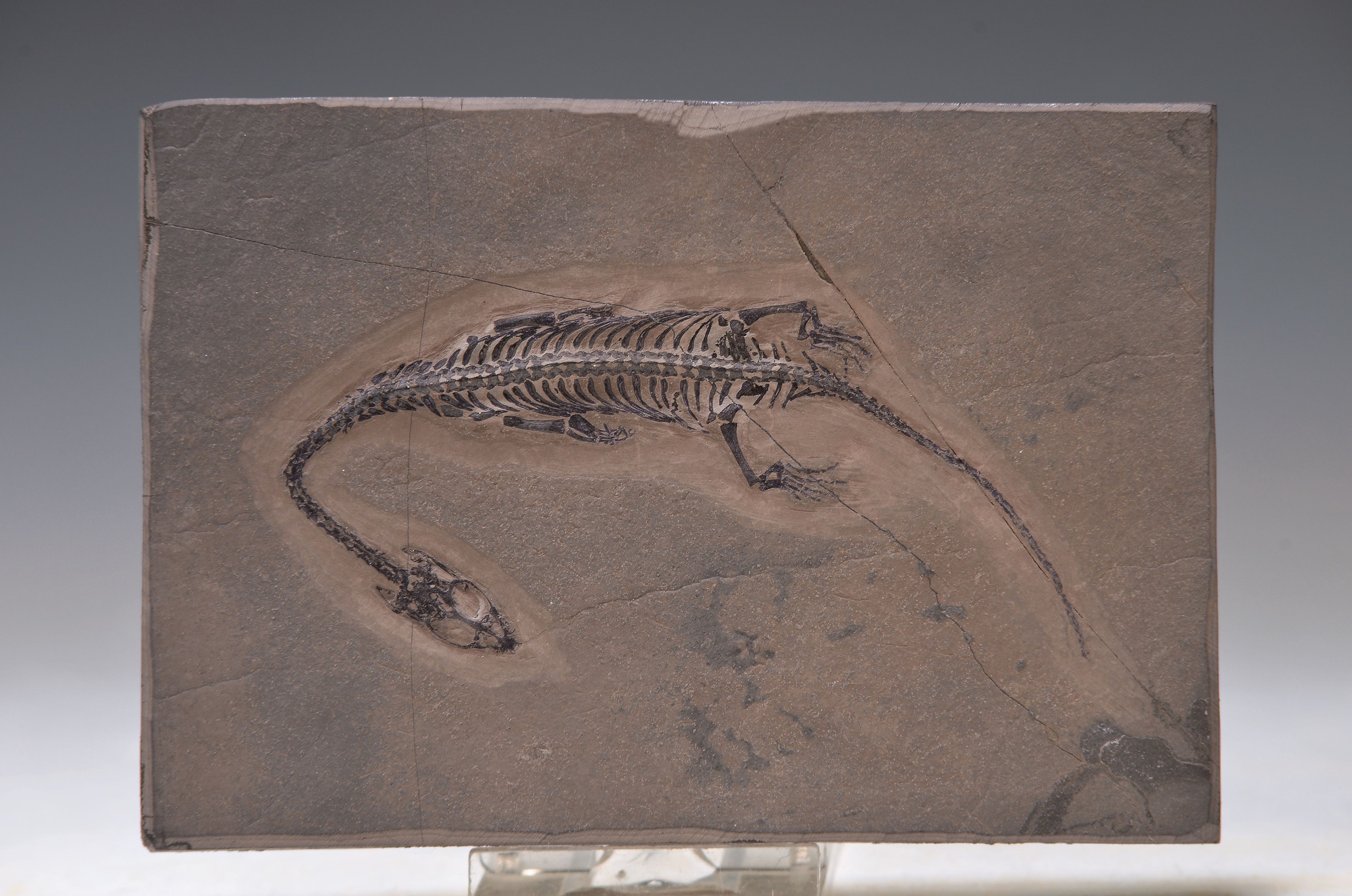 Schwimmsaurier-Baby: Keichousaurus Hui (Nothosaurus), Guizhou-Province China, 220 Mio. J. alt, perfekt erhaltenes Jungtier, 14 cm, mit filigranen u. ...