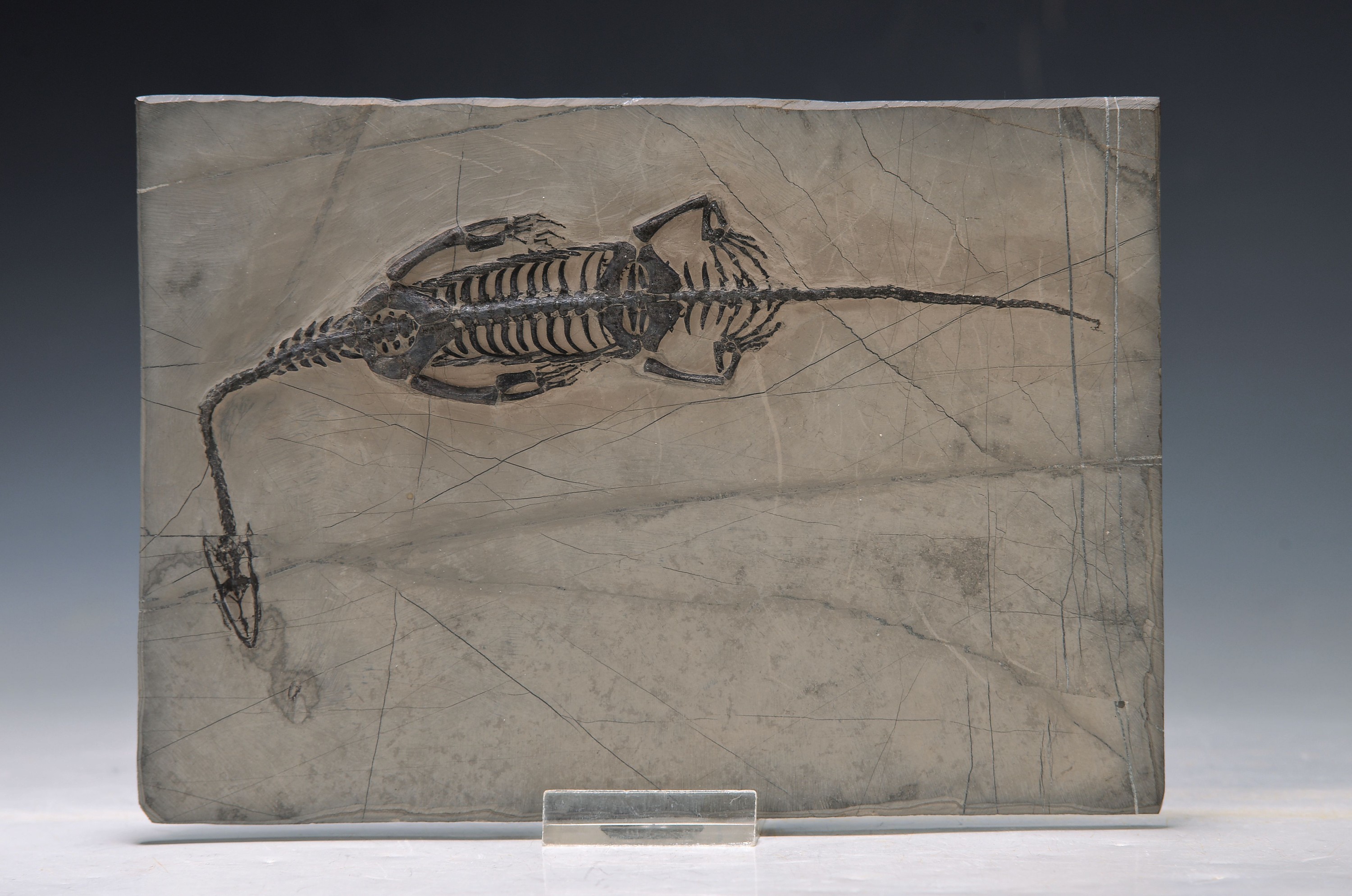 Schwimmsaurier: Keichousaurus Hui (Nothosaurus), Guizhou Province China, 220 Mio. J. alt, perfekt erhaltenes Männchen 22 cm, mit filigranen u. ...