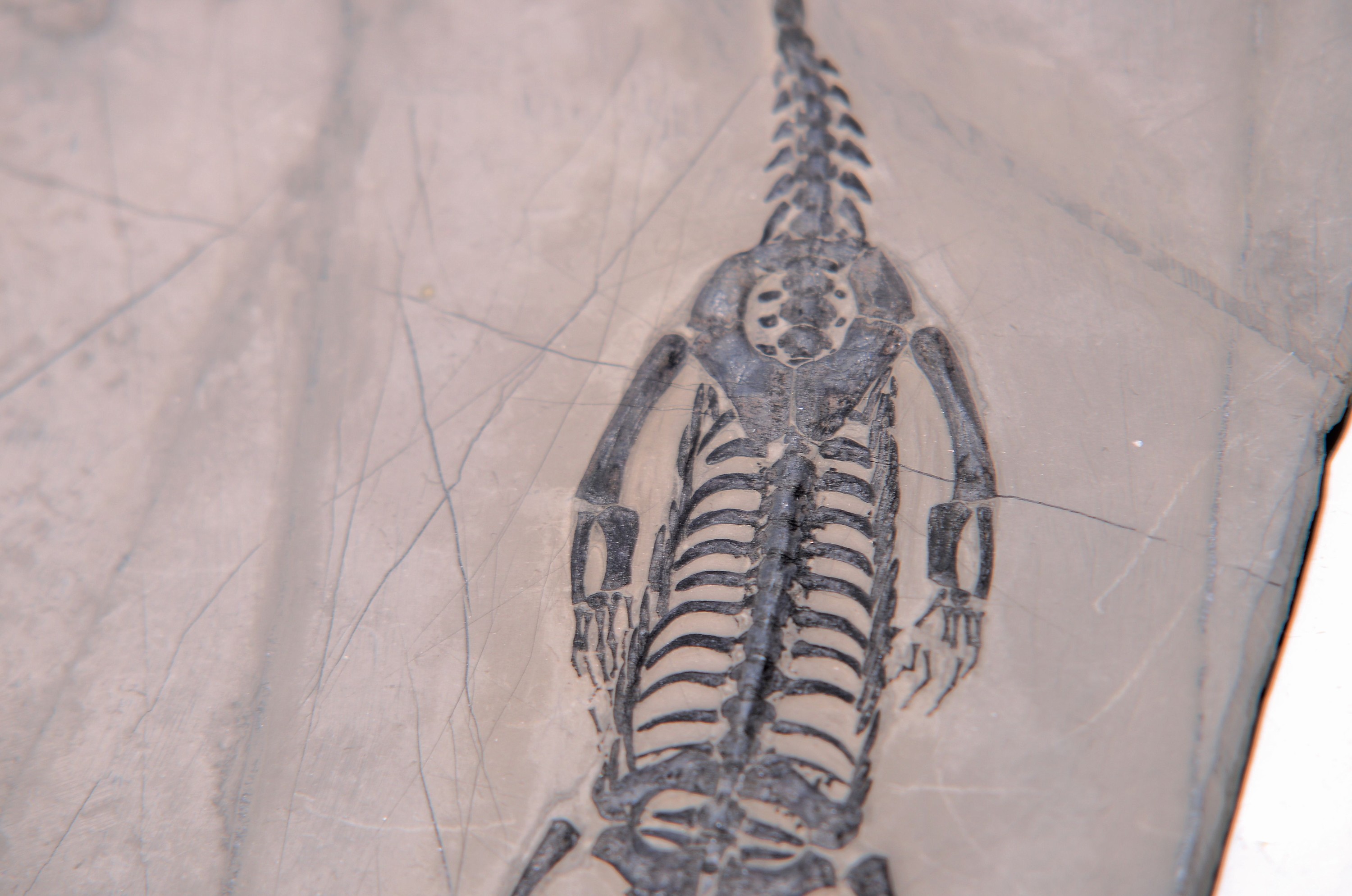 Detail a: Schwimmsaurier: Keichousaurus Hui (Nothosaurus), Guizhou Province China, 220 Mio. J. alt, perfekt erhaltenes Männchen 22 cm, mit filigranen u. ...
