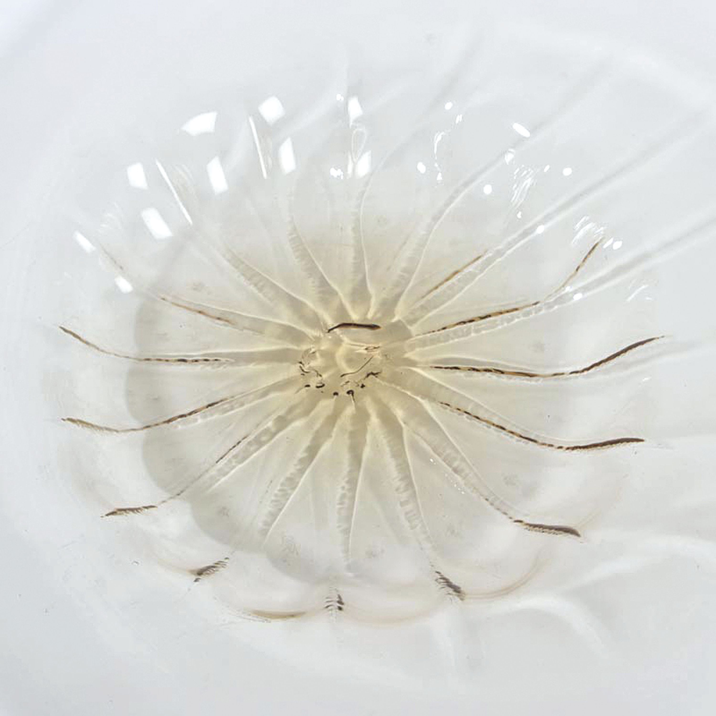Detail b: Große Glasschale, wohl Vetri Soffiati Cappellin Venini, Murano, Italien, 1.Hälfte 20. Jh., dünnwandiges honiggelbes Glas, D. 42 cm