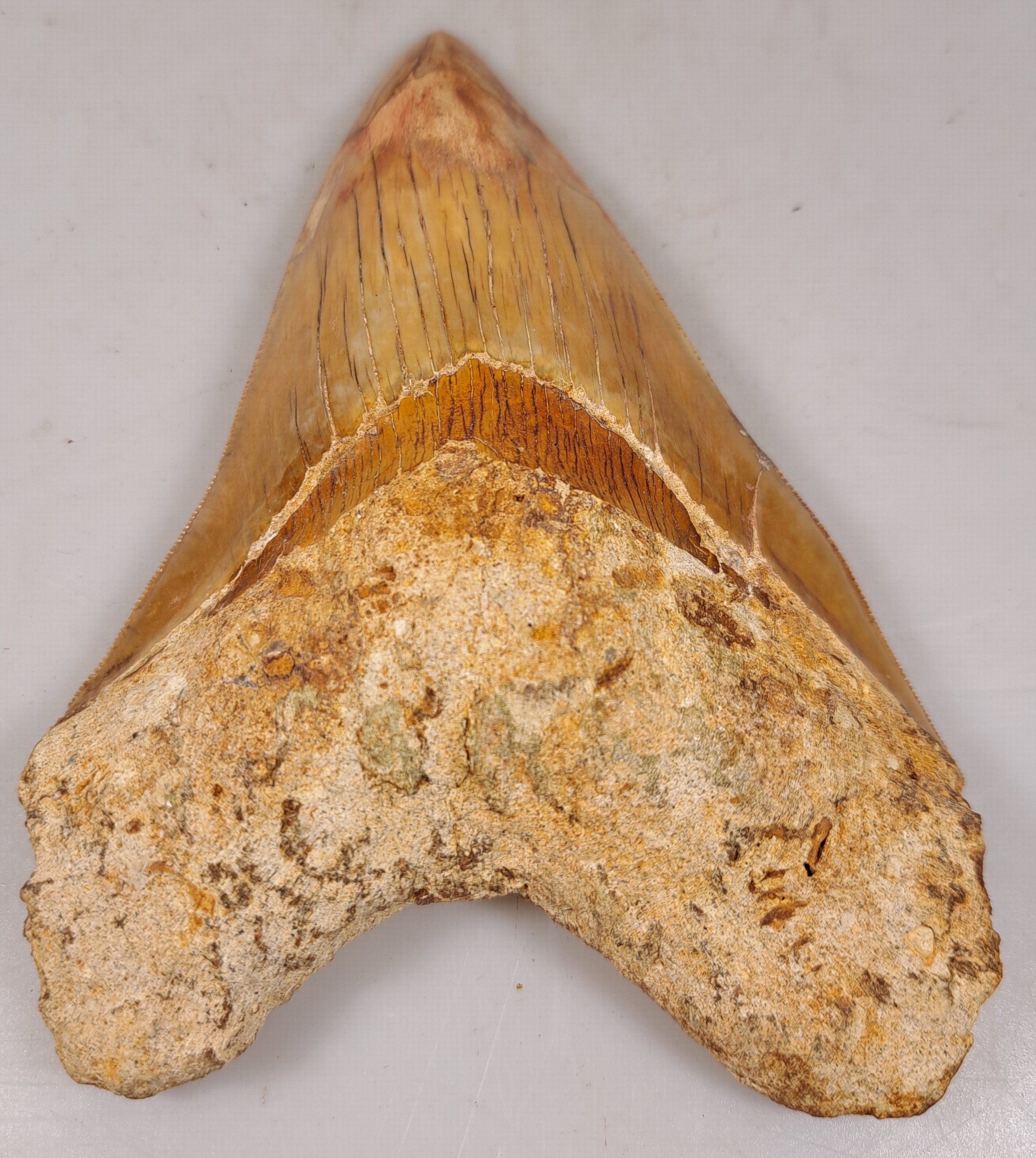 Detail a: Zahn eines gigantischen Megalodon-Haies, Java Indonesien, ca. 16 x 10 cm, 16-20 Mio. J.alt, Spitze rest.