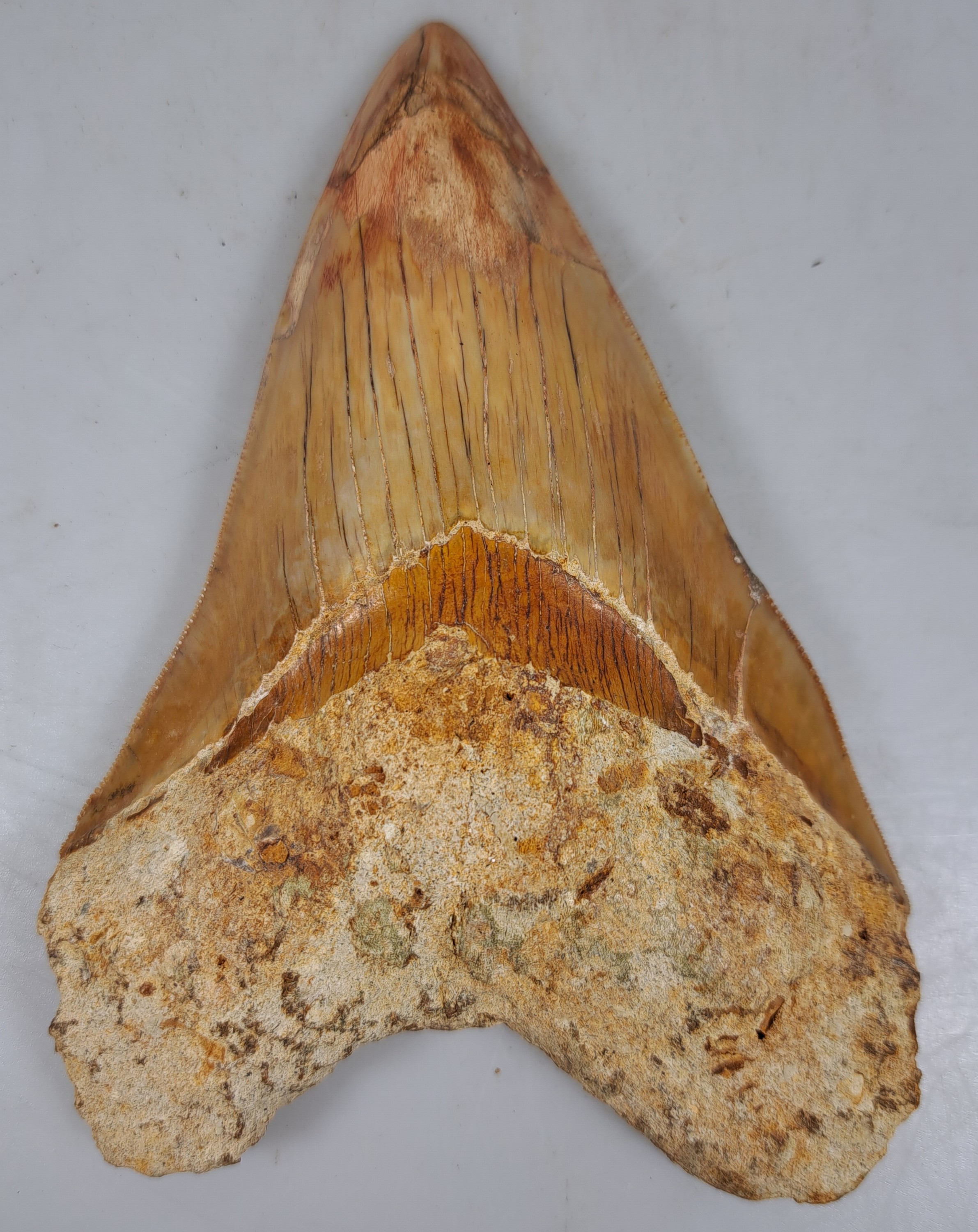 Detail b: Zahn eines gigantischen Megalodon-Haies, Java Indonesien, ca. 16 x 10 cm, 16-20 Mio. J.alt, Spitze rest.