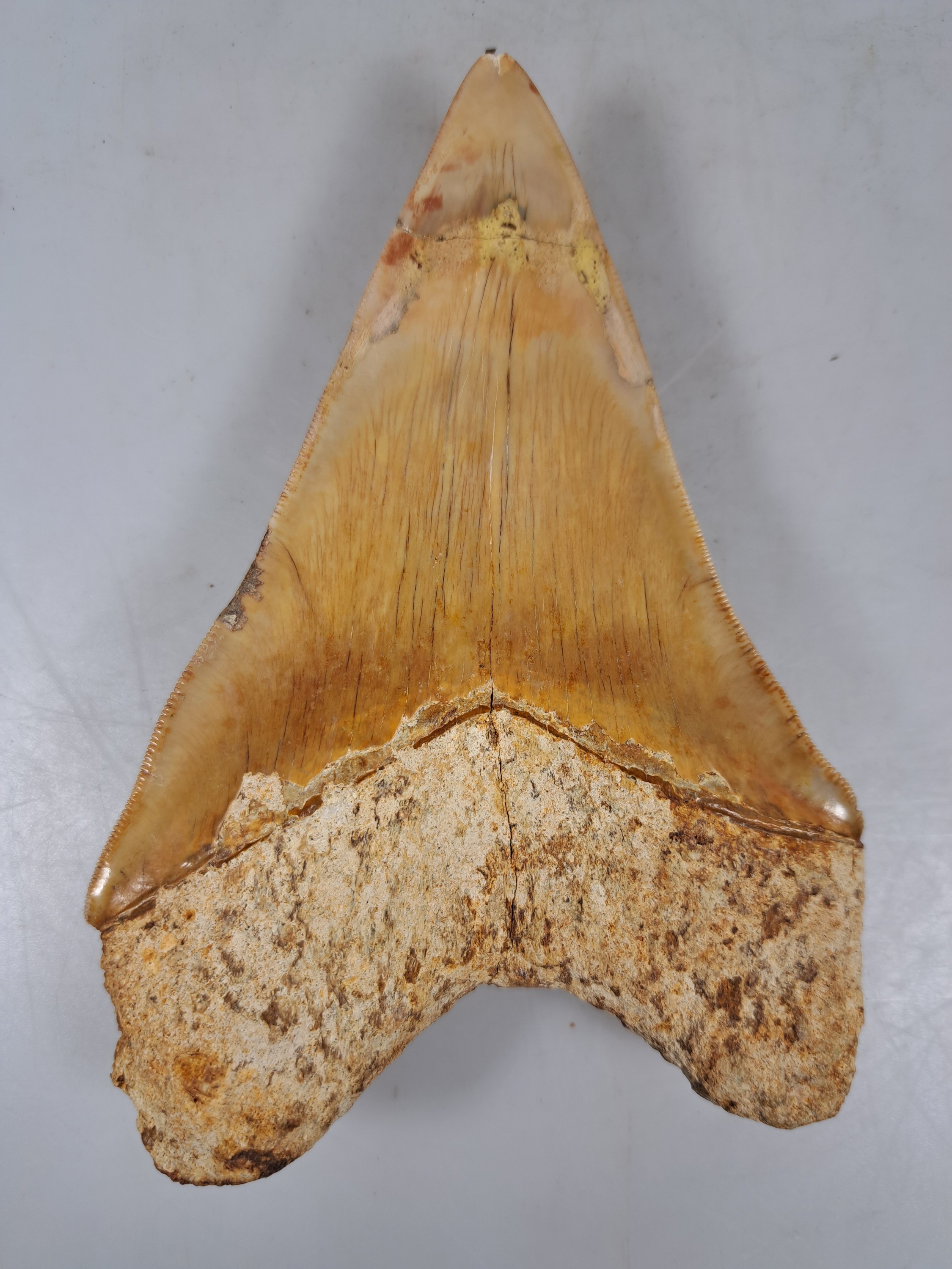 Detail c: Zahn eines gigantischen Megalodon-Haies, Java Indonesien, ca. 16 x 10 cm, 16-20 Mio. J.alt, Spitze rest.