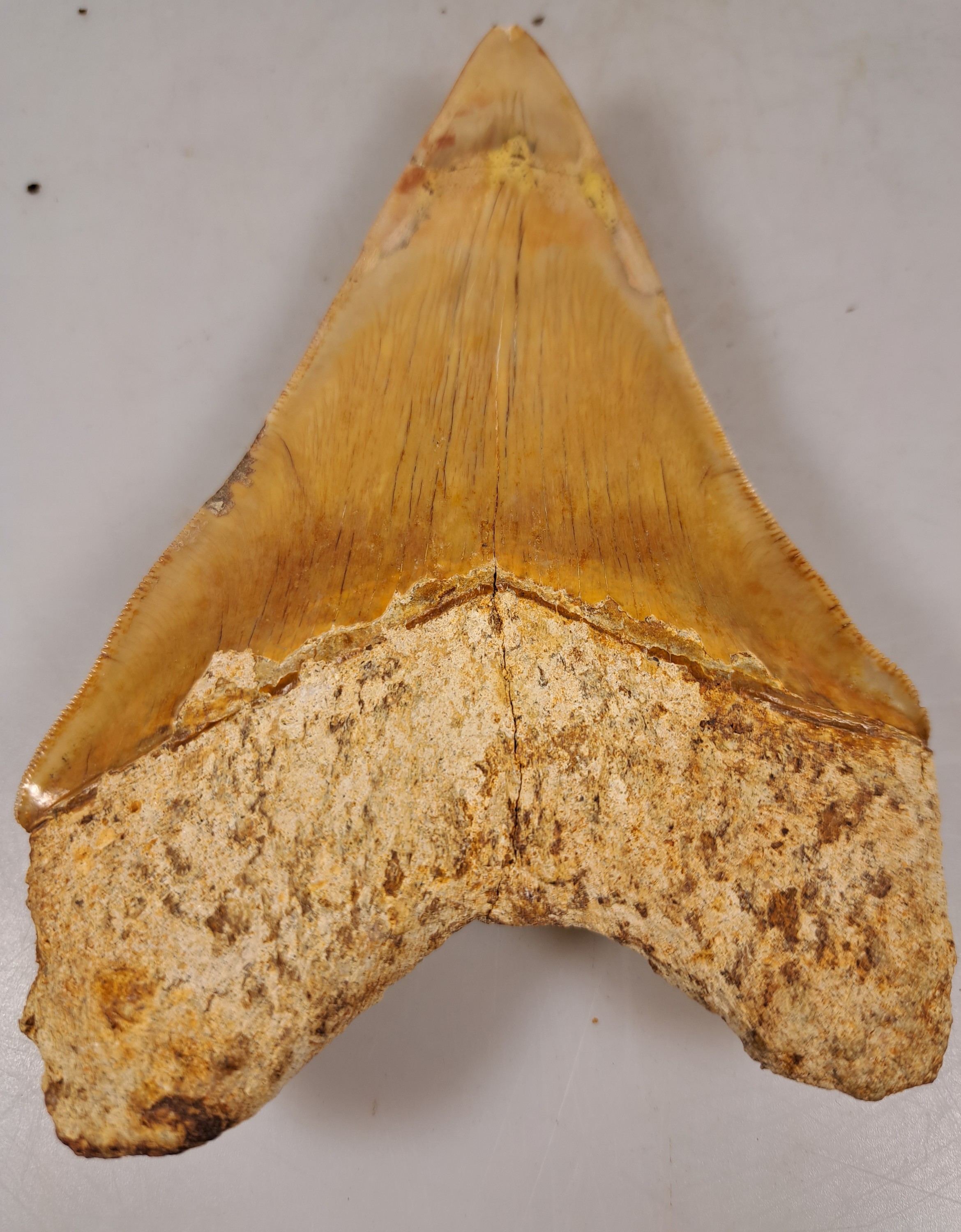 Detail d: Zahn eines gigantischen Megalodon-Haies, Java Indonesien, ca. 16 x 10 cm, 16-20 Mio. J.alt, Spitze rest.