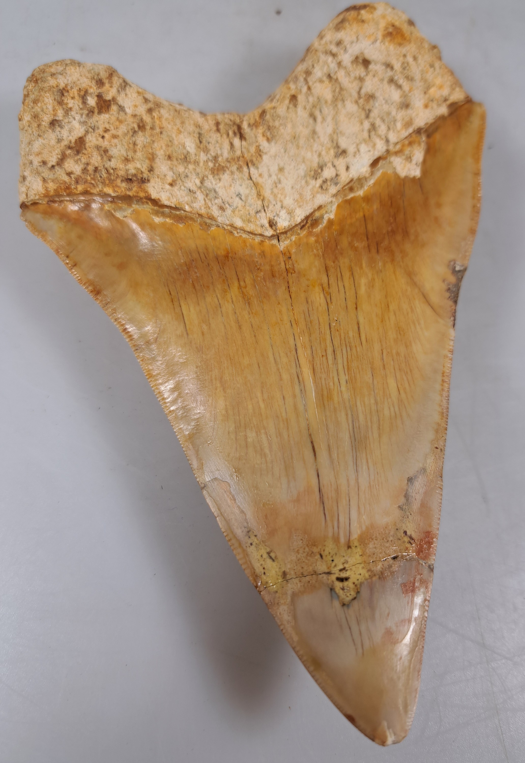 Detail e: Zahn eines gigantischen Megalodon-Haies, Java Indonesien, ca. 16 x 10 cm, 16-20 Mio. J.alt, Spitze rest.