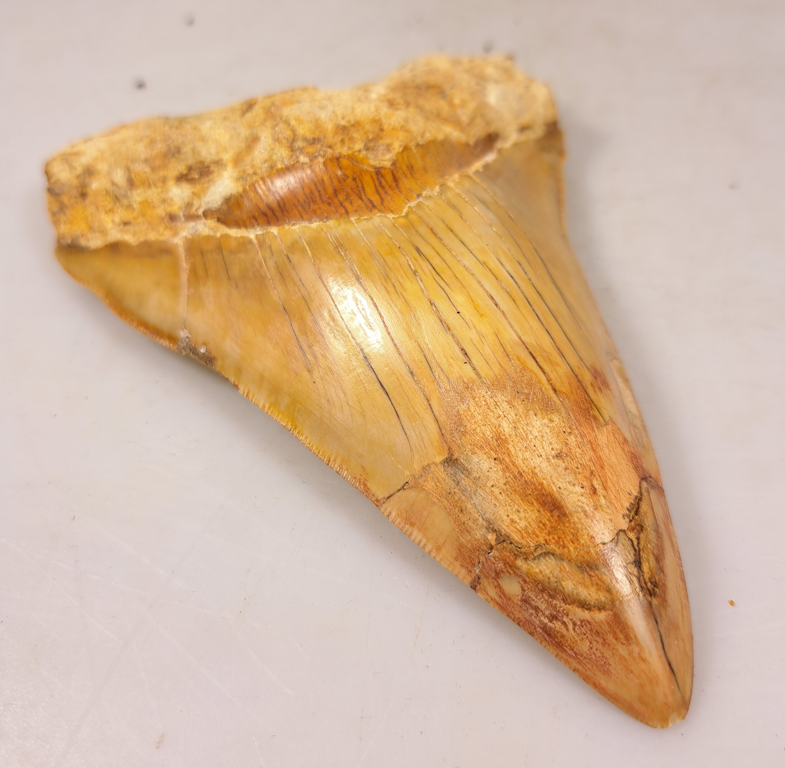 Detail f: Zahn eines gigantischen Megalodon-Haies, Java Indonesien, ca. 16 x 10 cm, 16-20 Mio. J.alt, Spitze rest.