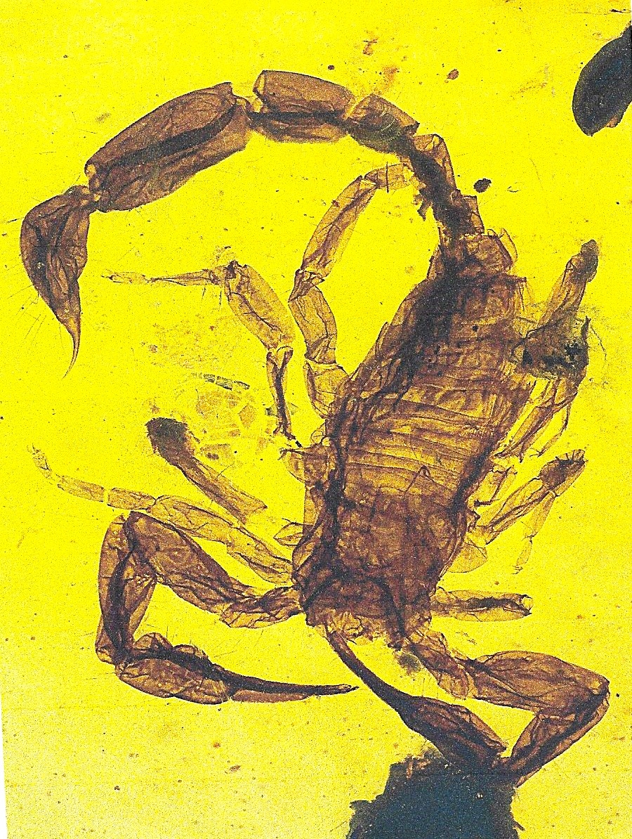 Detail a: Klarer honigfarbener runder Bernstein mit einem großen Skorpion, Rarität aus Burma, 100 Mio. J. alt, 1.8x1.6cm, sehr gut erhaltener Skorpion mit ...