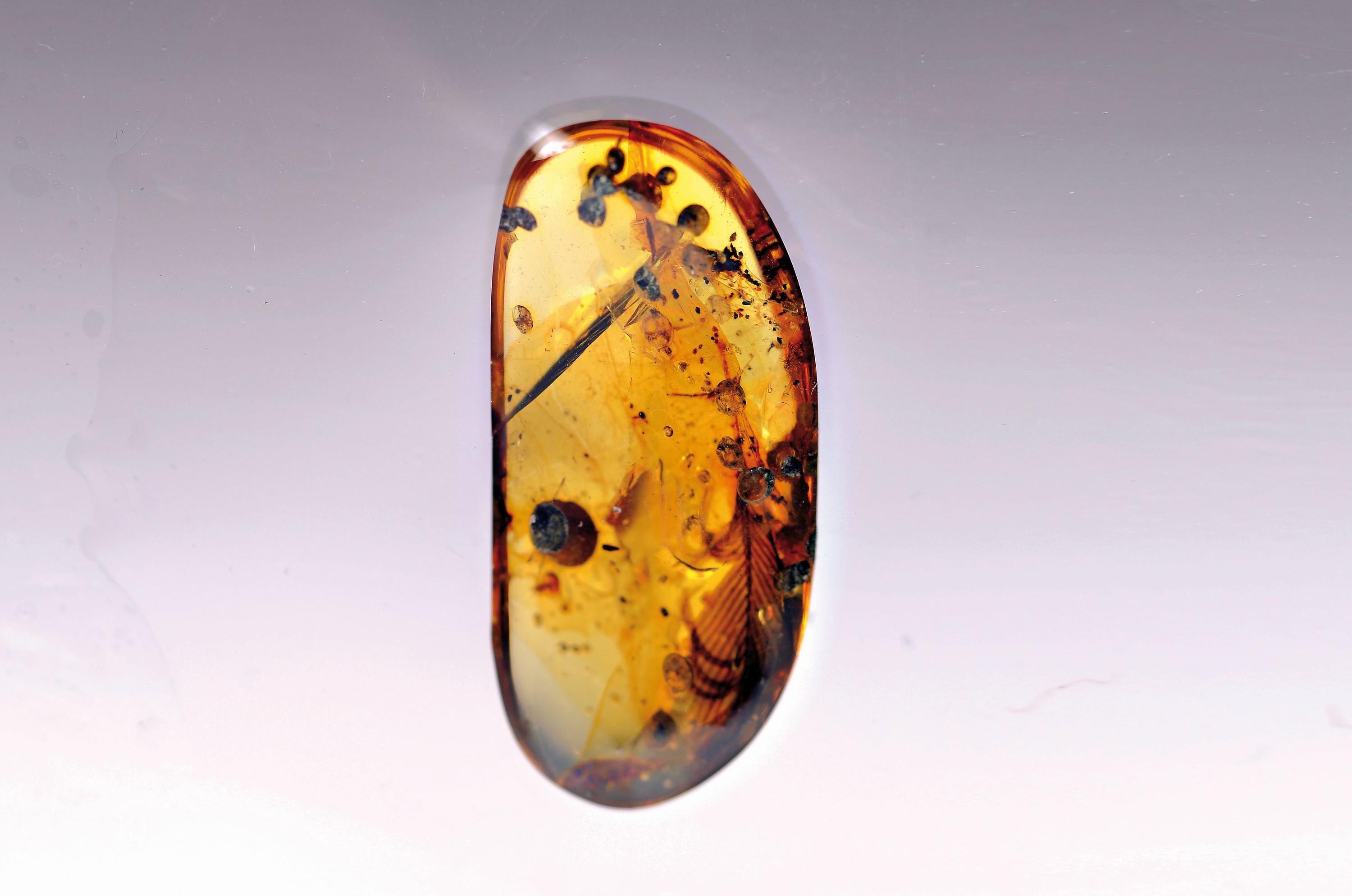 Klarer honigfarbner Bernstein-Cabochon mit Dino-Vogel-Federn (Oviraptor), Burma 100 Mio. J. alt, 2.1x2cm, besondere Rarität, sehr schöne ...